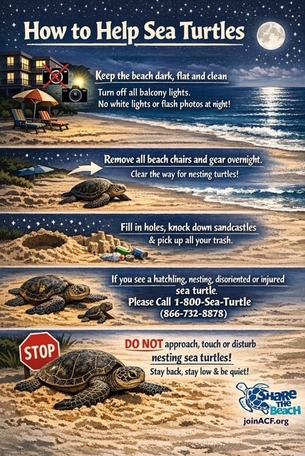 Flyer on How to help Sea Turtles